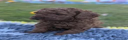 Cavapoo dogs for sale: Cavapoo Puppies Born to Steal Hearts - Advert 7