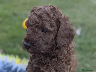 Cavapoo dogs Cavapoo Puppies Born to Steal Hearts - Advert 2