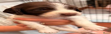 English Springer Spaniel 5
