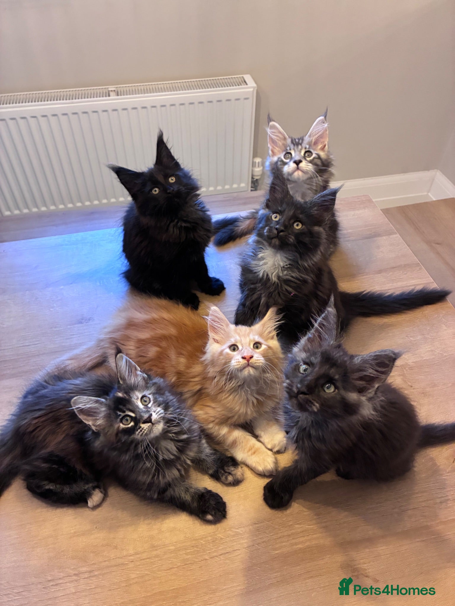 Maine Coon cats Maine Coons - Advert 1