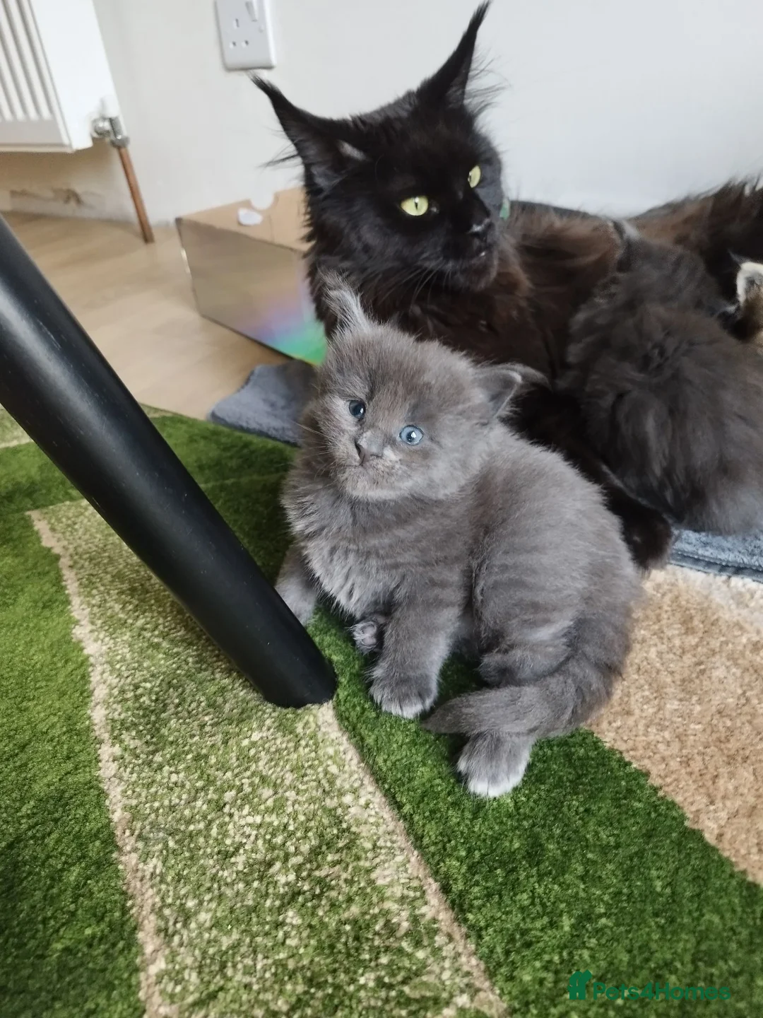 Maine Coon cats for sale: Purebred Maine Coon Kittens - Advert 1