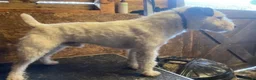 Jack Russell dogs for sale: Male Jack Russell - Advert 3