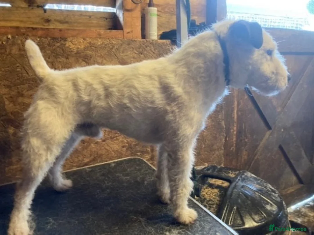 Jack Russell dogs for sale: Male Jack Russell - Advert 3