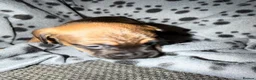 Mixed Breed dogs for sale: Jack Russell x french bull dog x dachshund  - Advert 28