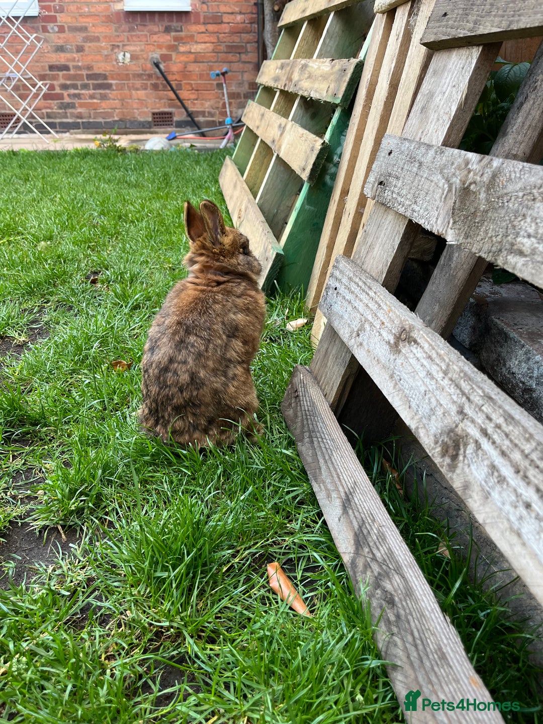 Netherland Dwarf rabbits for sale: Netherland dwarf rabbit  - Image 5