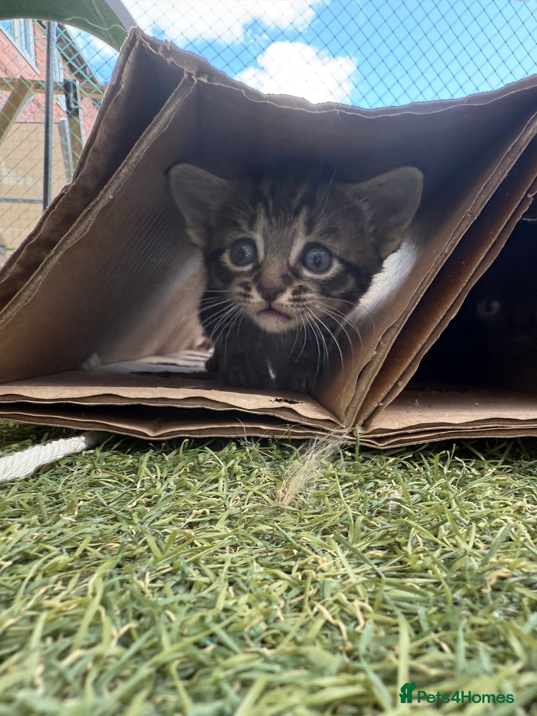 Siberian cats for sale: Siberian x kittens  - Image 10