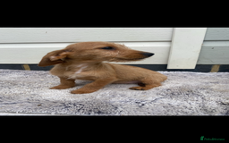 Mixed Breed dogs for sale: Dachshund x jack Russell  - Image 4