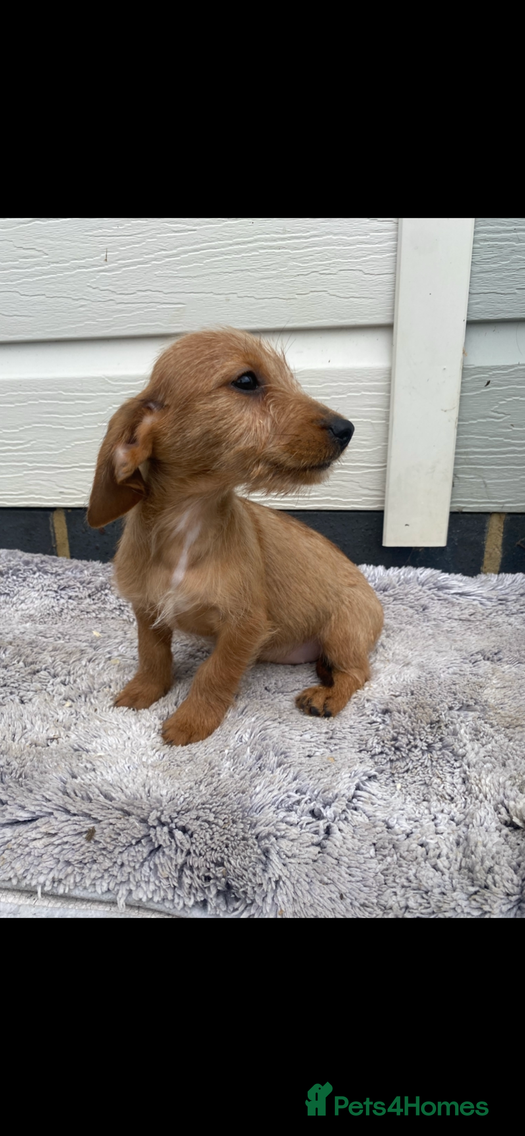 Mixed Breed dogs for sale: Dachshund x jack Russell  - Image 4