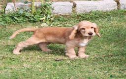 Cocker Spaniel dogs for sale: KC registered Cocker Spaniel puppies - Image 4