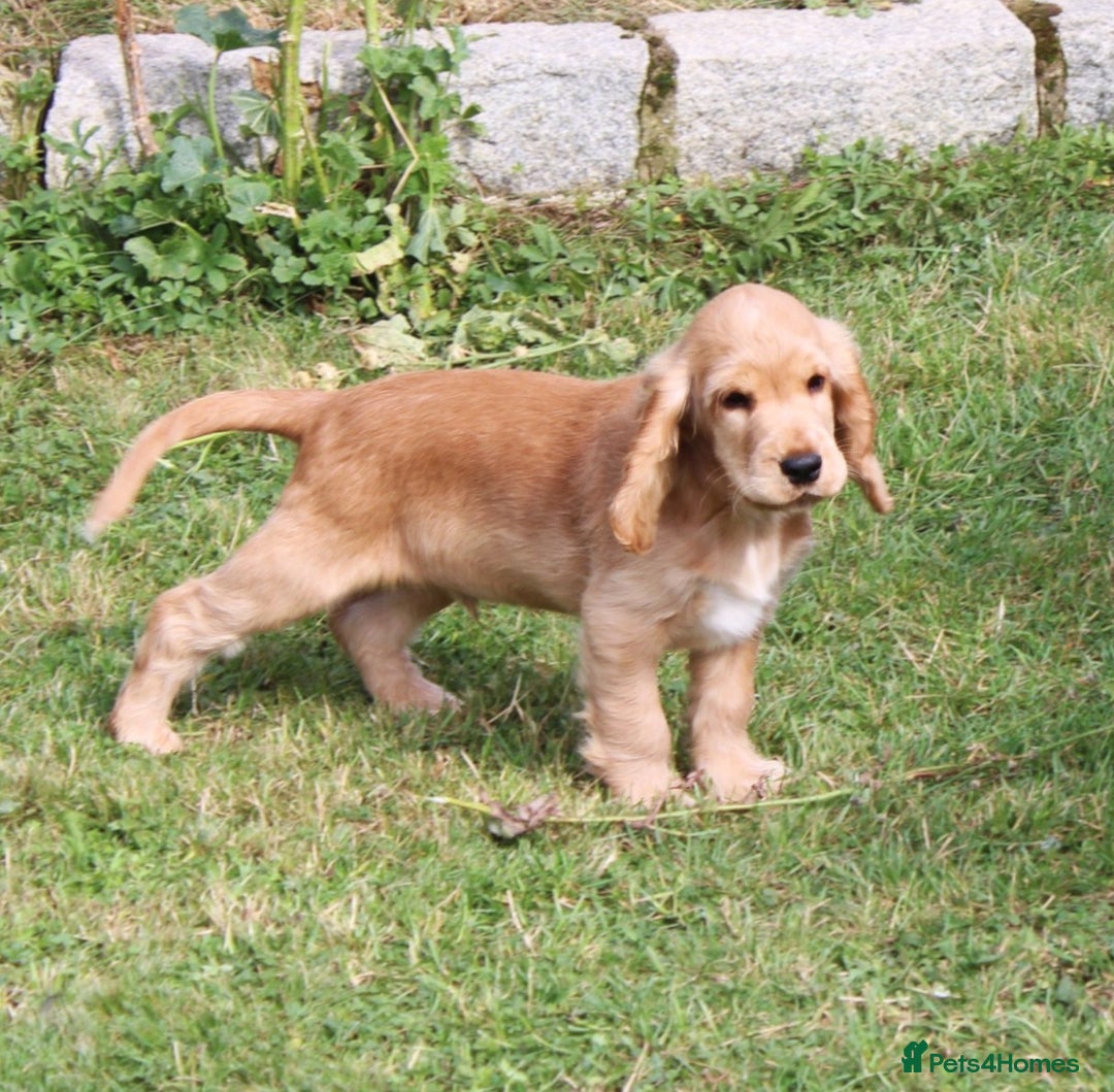 Cocker Spaniel dogs for sale: KC registered Cocker Spaniel puppies - Image 4