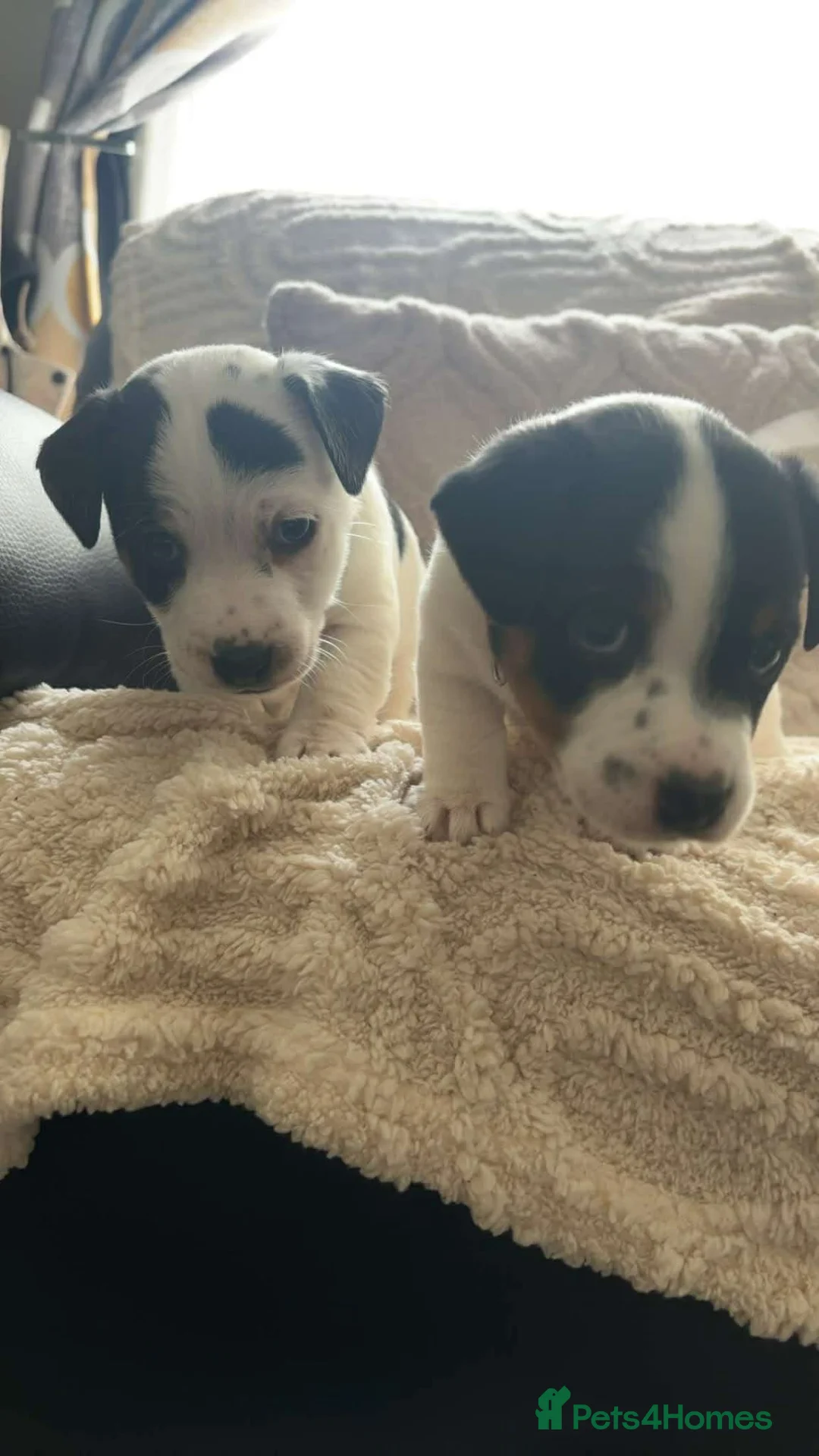 Jack Russell dogs for sale: Jack Russel Boys - Advert 2