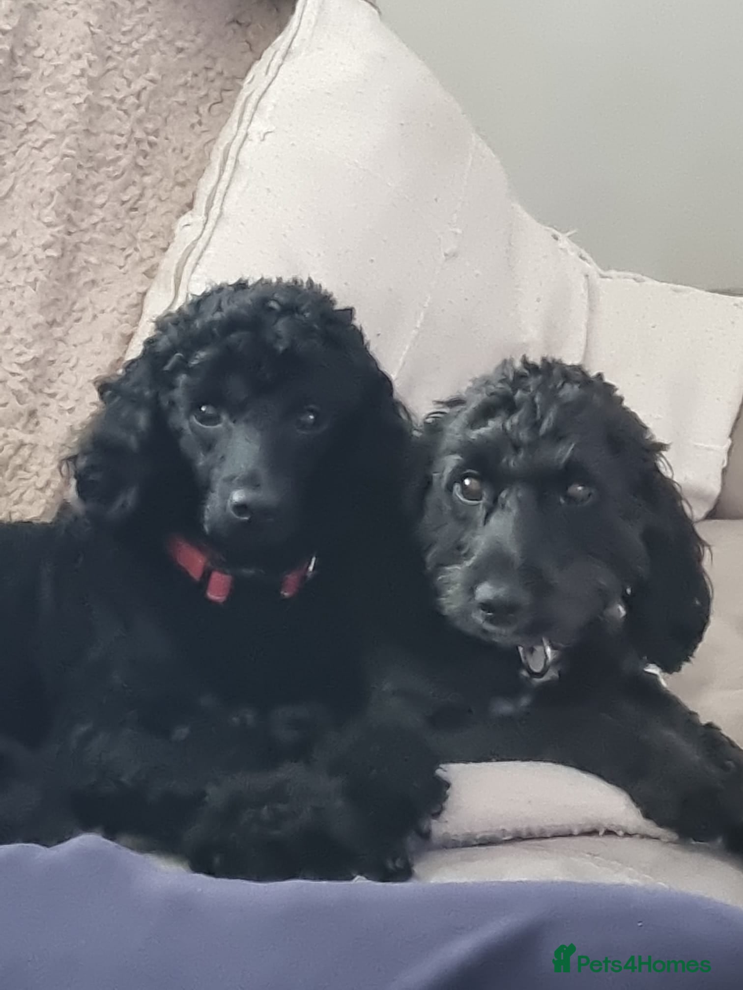 Cockapoo dogs Poodles for sale - Advert 1