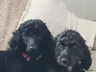 Cockapoo dogs Poodles for sale - Advert 1