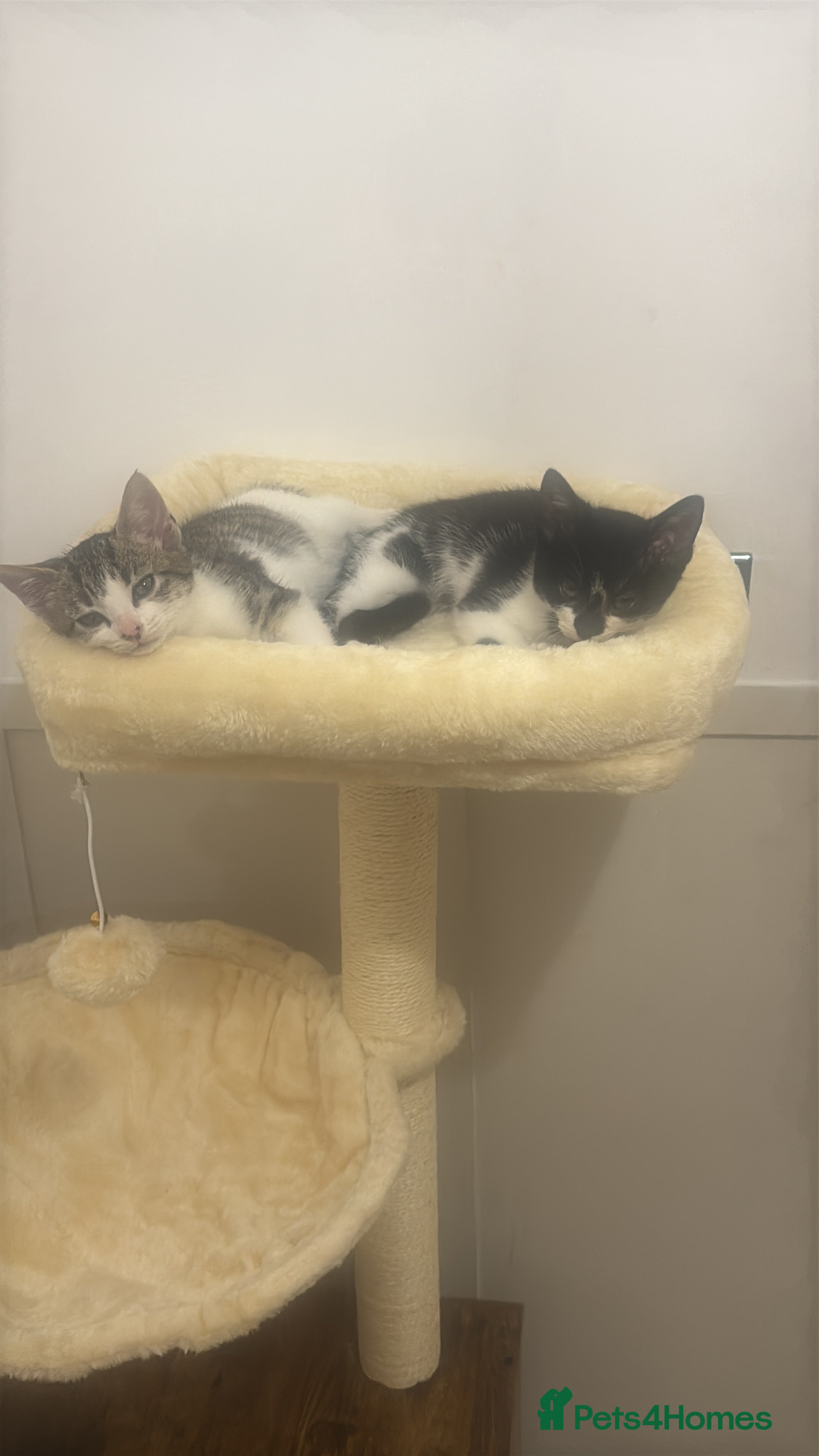 Mixed Breed cats 2 kittens brother and sister  - Advert 8