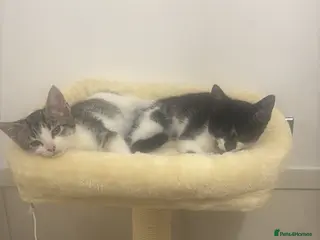 Mixed Breed cats 2 kittens brother and sister - Advert 8