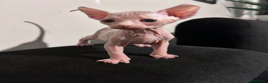 Sphynx Kitten 1