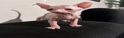 Sphynx cats for sale: Beautiful cats sphynx - Advert 4