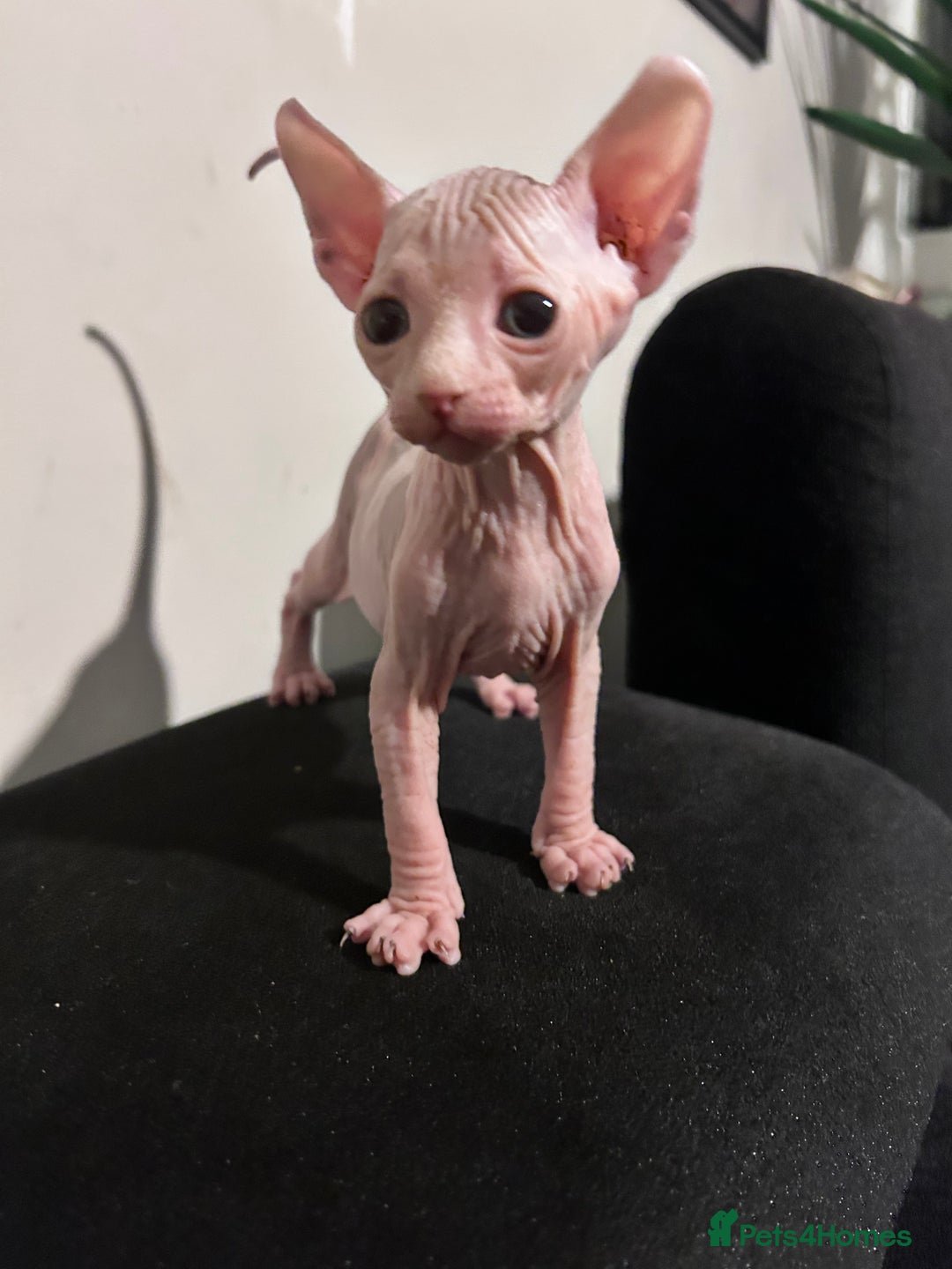 Sphynx cats for sale: Beautiful cats sphynx - Advert 4
