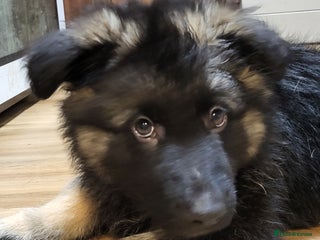 German Shepherd dogs German shepard puppies for sale - Advert 4