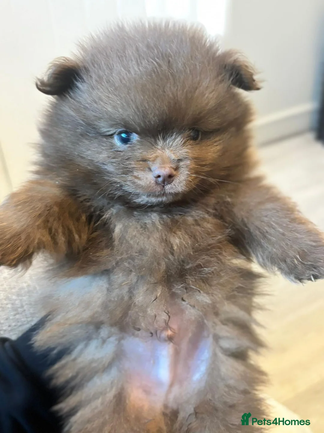 Pomeranian dogs for sale: Beautiful Pomeranian Puppy's   - Advert 2