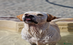 Labrador Retriever dogs for adoption: Xarkas - Seeking a special home - Image 4