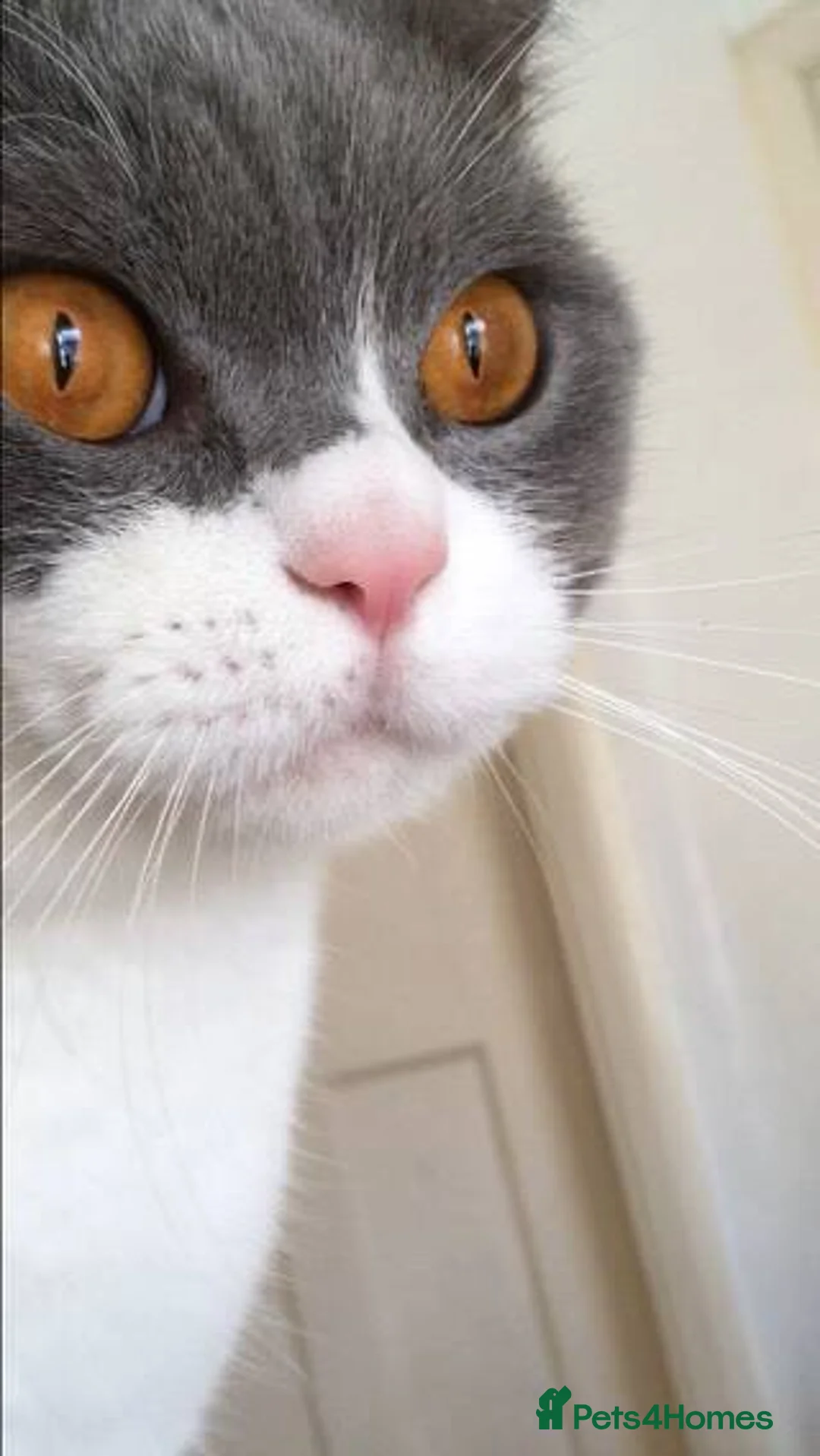 British Shorthair cats for sale: Indoor BSH male cat for sale (5yrs old) - Advert 5
