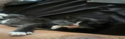Domestic Shorthair cats for sale: 12-Week-Old Tuxedo Kitten (read description) - Advert 4