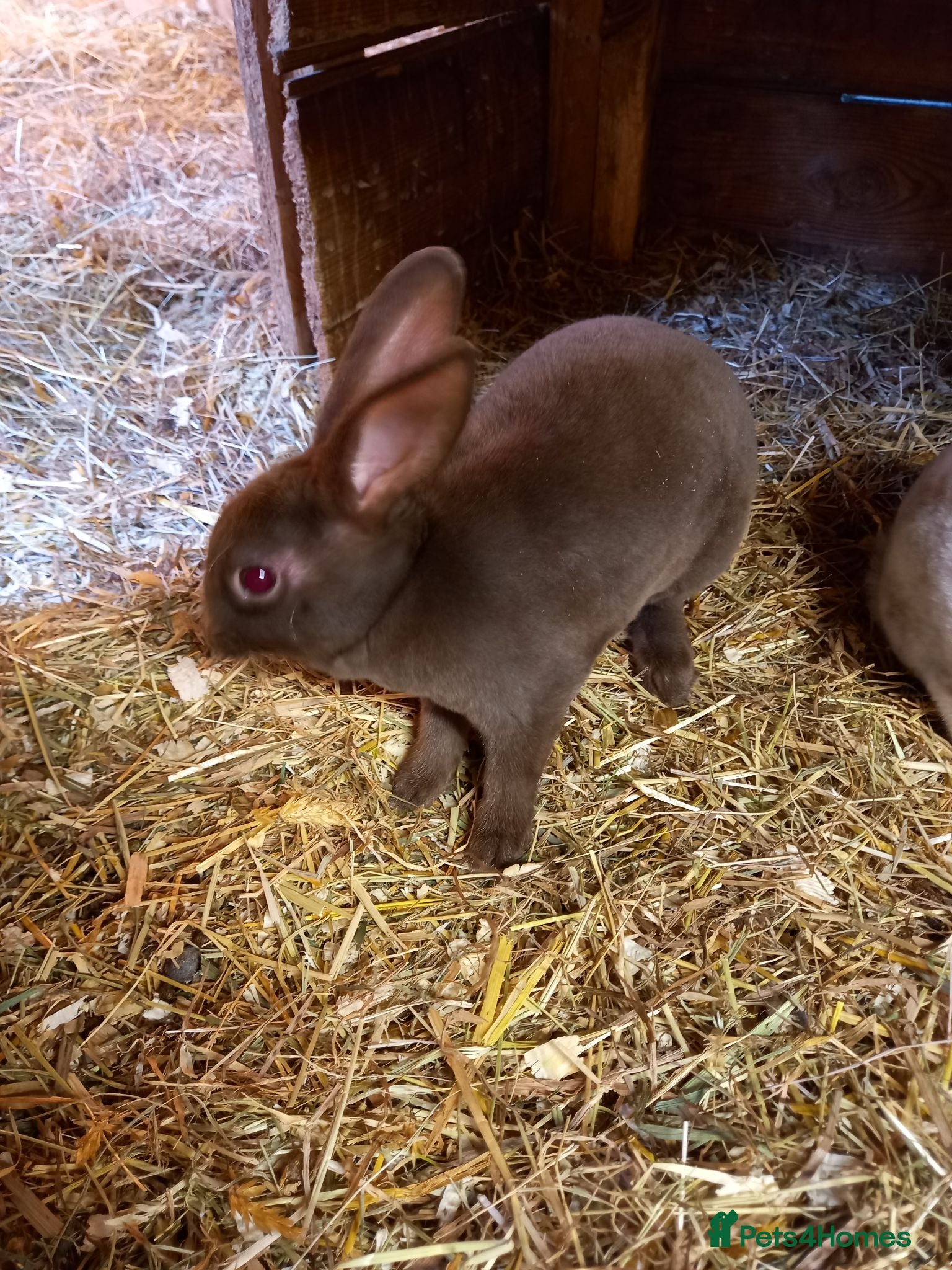 Rex rabbits Beautiful mini rex babies - Advert 2
