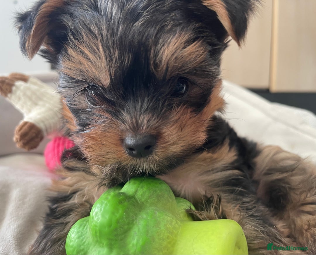 Yorkshire Terrier dogs for sale: Adorable Mini Yorkshire Terrier puppies - Advert 13