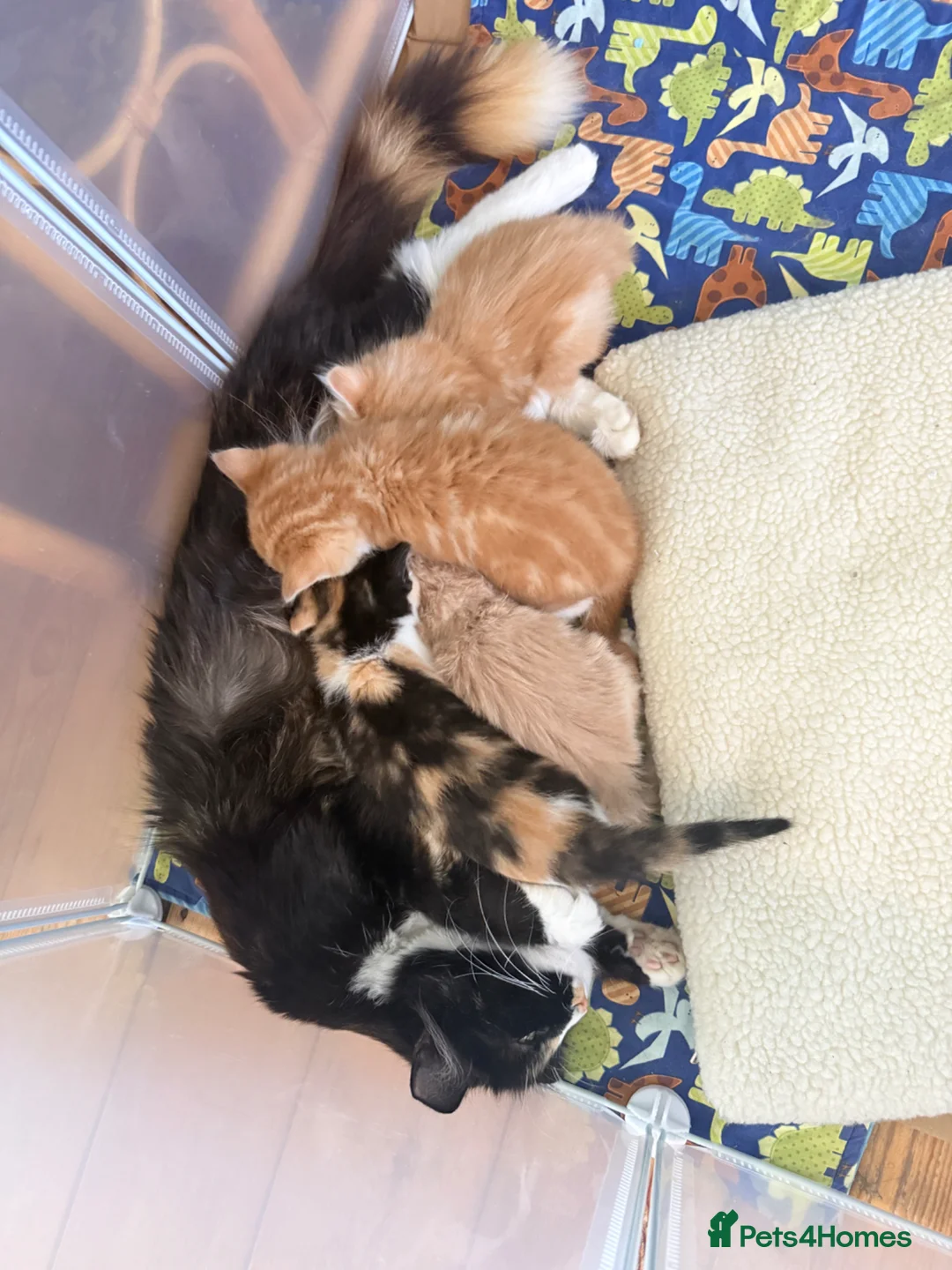 Mixed Breed cats for sale: Beautiful Kittens – Ready for Loving Homes 🐾 - Advert 26