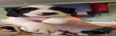 Sprocker 6