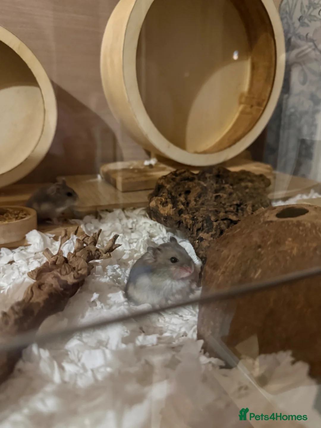 Hamster rodents for sale: Baby dwarf hamsters - Advert 2