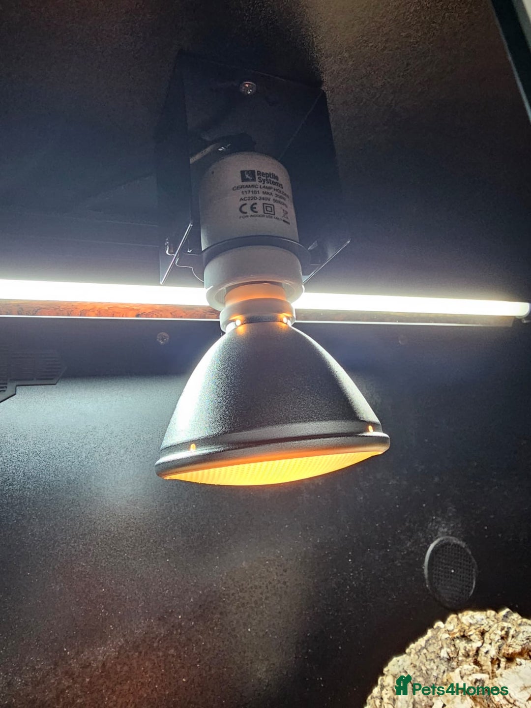 Tortoise reptiles for sale: Red Footed Tortoise for sale to a good home - Advert 12