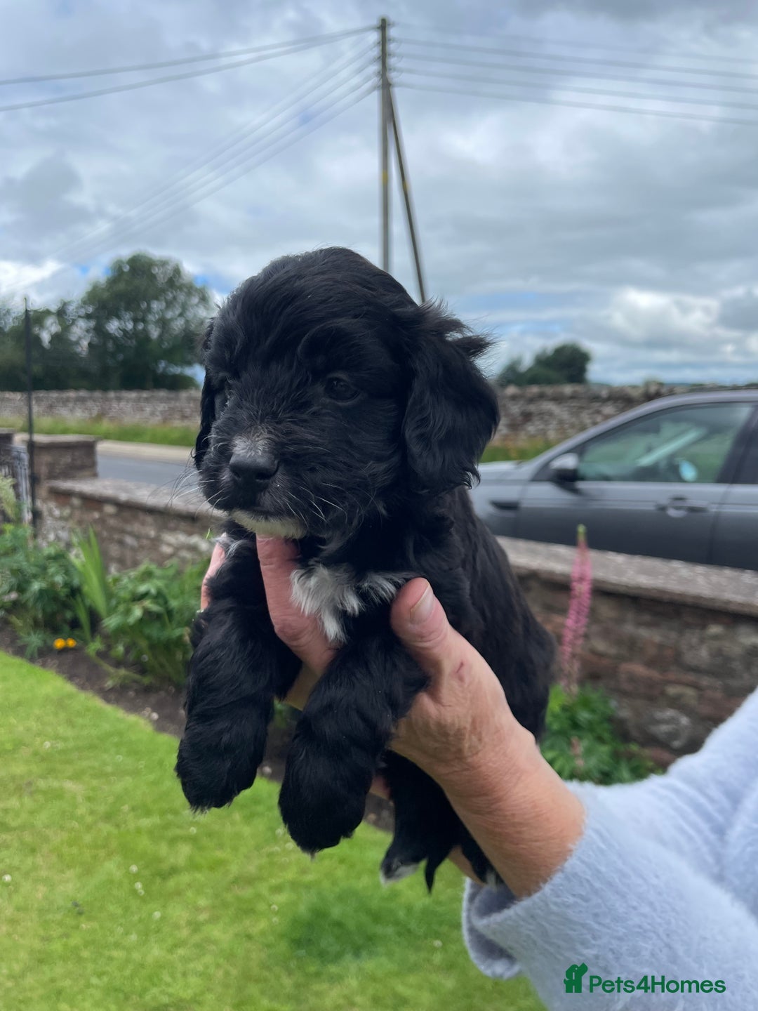 Cockapoo dogs for sale: Miniature Cockapoos  - Image 27