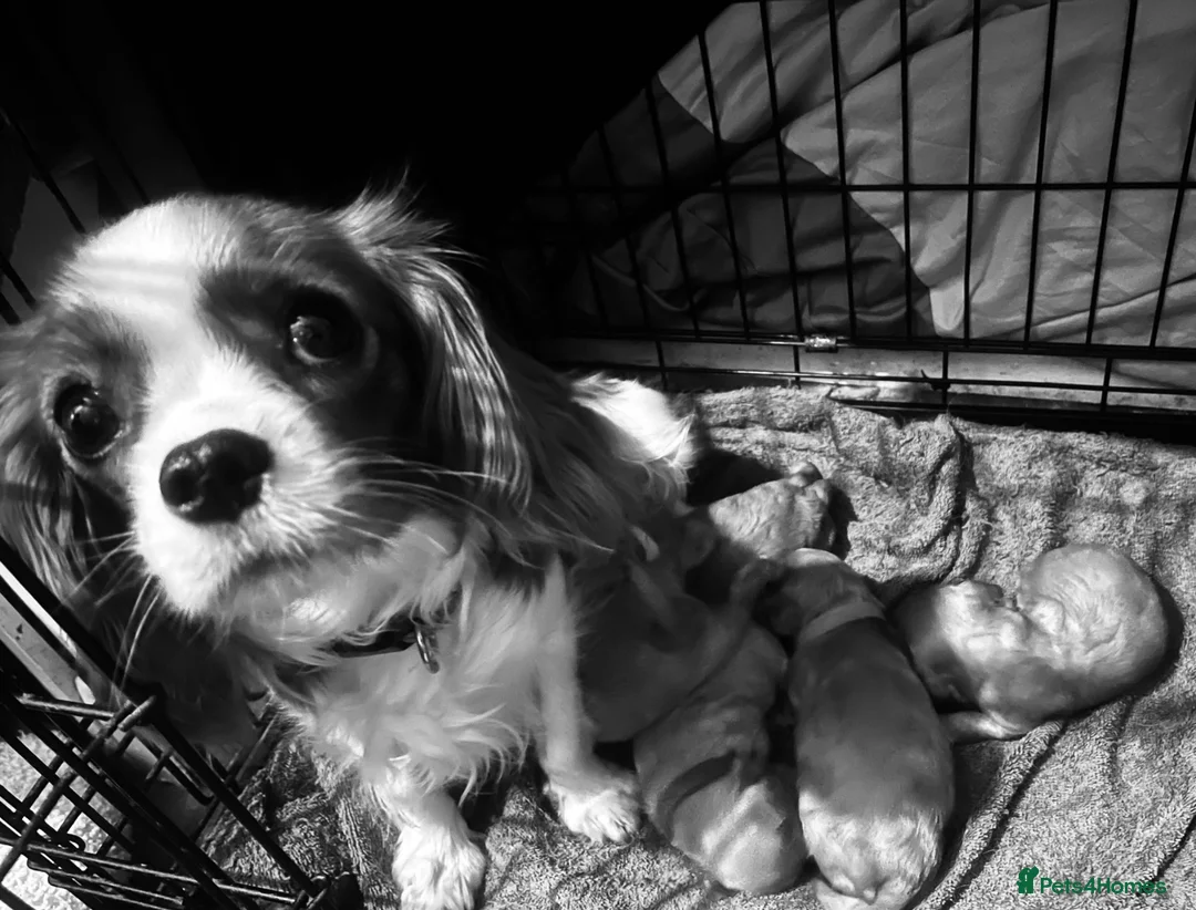 Cavapoo dogs for sale: Cavapoos pups /kc reg /health tested /parents - Advert 2