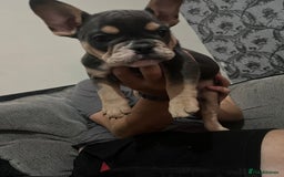 Mixed Breed dogs for sale: Beautiful female puppy ready today  - Image 4