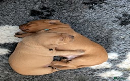 Labrador Retriever dogs for sale: 5*Licenced home breeder fox red lab working lines  - Image 7
