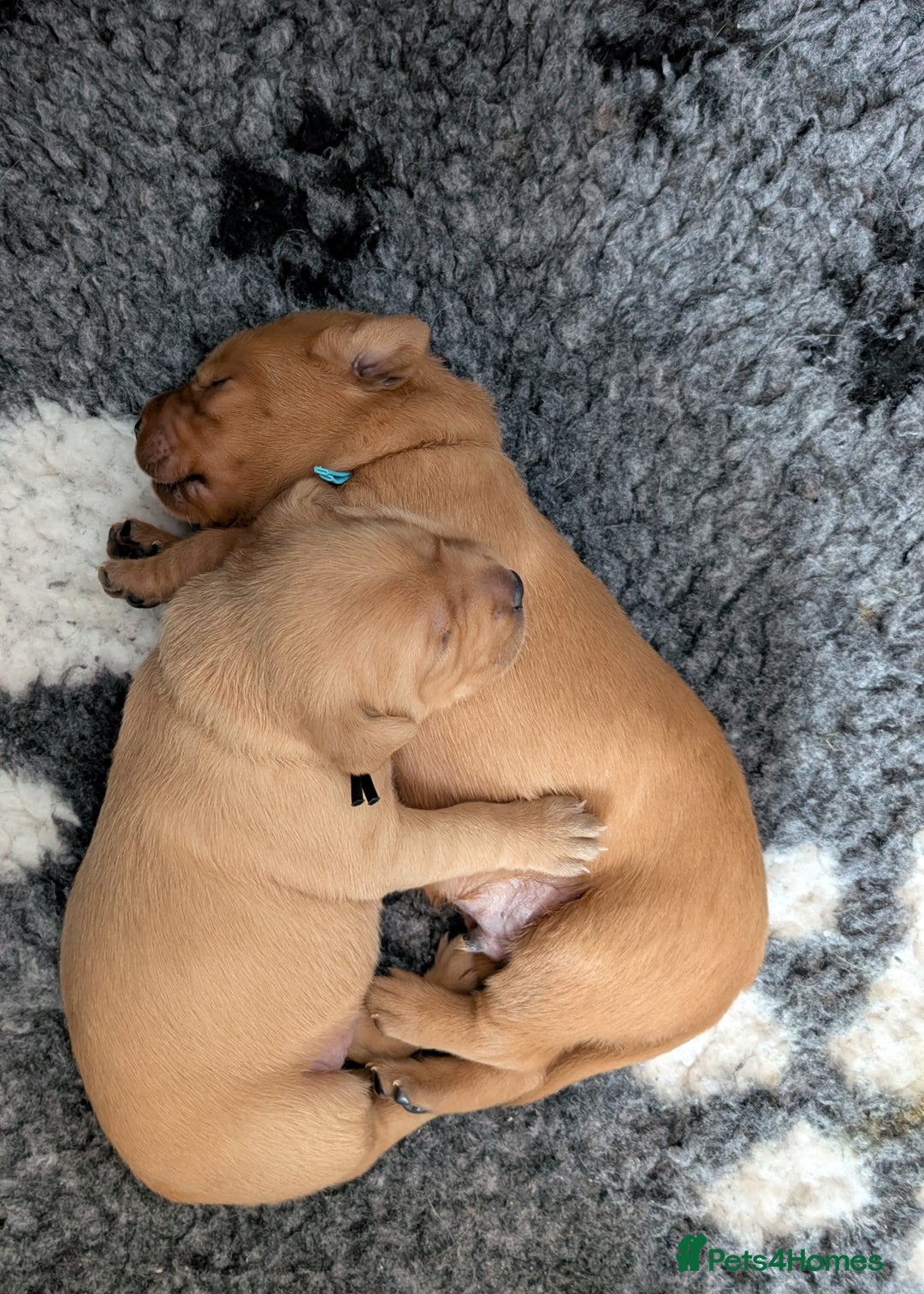 Labrador Retriever dogs for sale: 5*Licenced home breeder fox red lab working lines  - Image 7