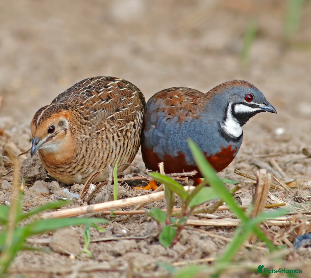Quail poultry for sale: Chinese painted quail  - Image 2