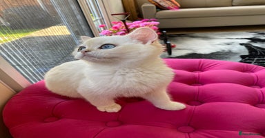 British Shorthair cats - Advert 4
