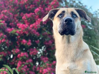 Shepsky dogs Beautiful Girl for Rehoming - Advert 10
