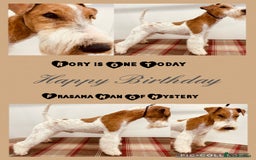 Fox Terrier dogs for stud: STUD only - wire fox terrier - Advert 2