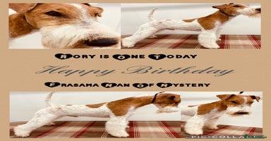 Fox Terrier dogs STUD only - wire fox terrier - Advert 5