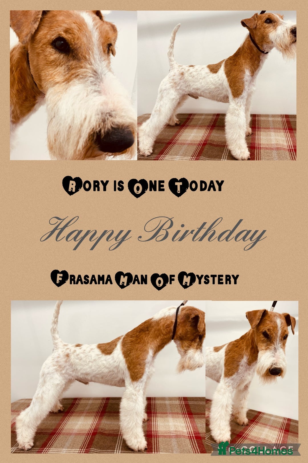 Fox Terrier dogs for stud: STUD only - wire fox terrier - Advert 2