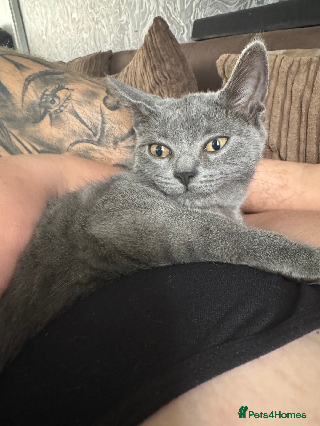 British Shorthair cats for sale: Half British short hair  - Advert 2