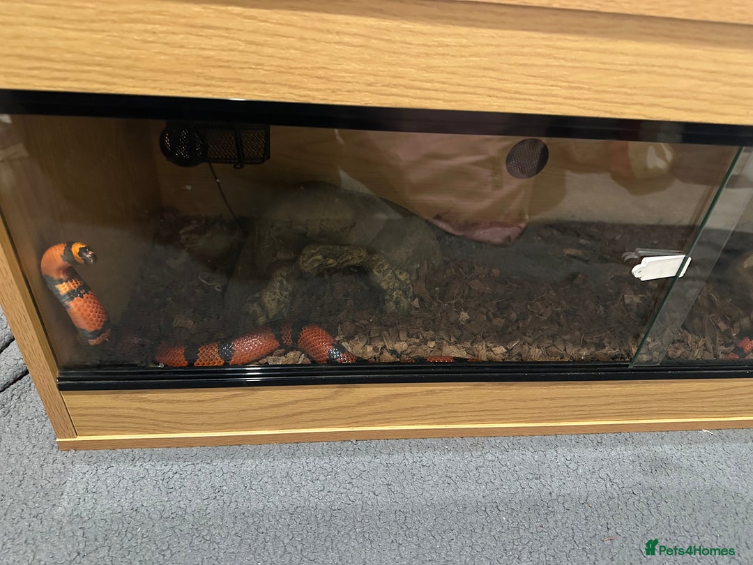 Milk Snake reptiles for sale: Honduran milk snake  - Advert 2