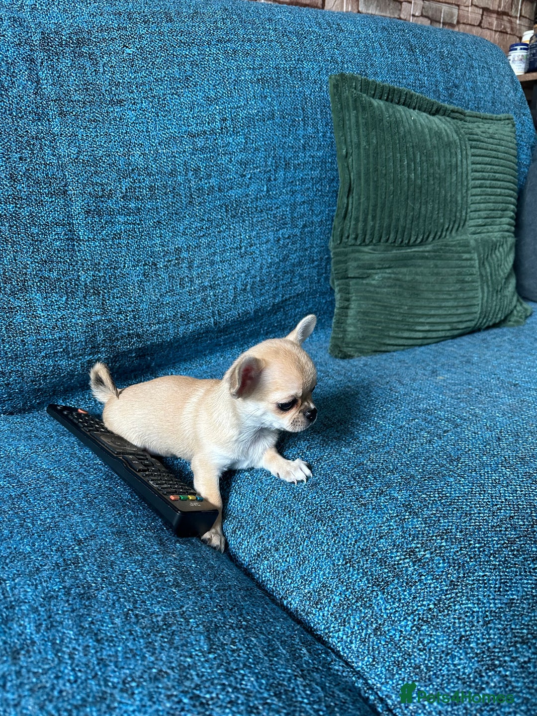 Chihuahua dogs for sale: Beautiful cream girls - Advert 10