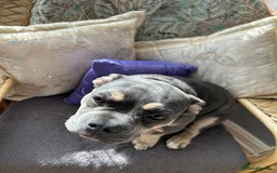 French Bulldog dogs for sale: Female lilac and tan French bulldog  - Image 5