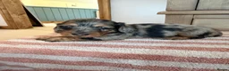 Miniature Dachshund dogs for sale: KC Long Haired Miniature Dachshund Puppies - Advert 12