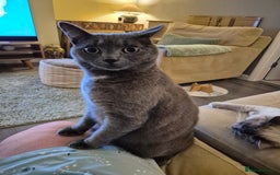 Mixed Breed cats for sale: Mixed breed kitty - Image 1